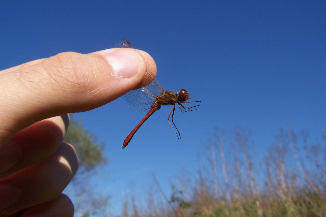 Sympetrum da identificare